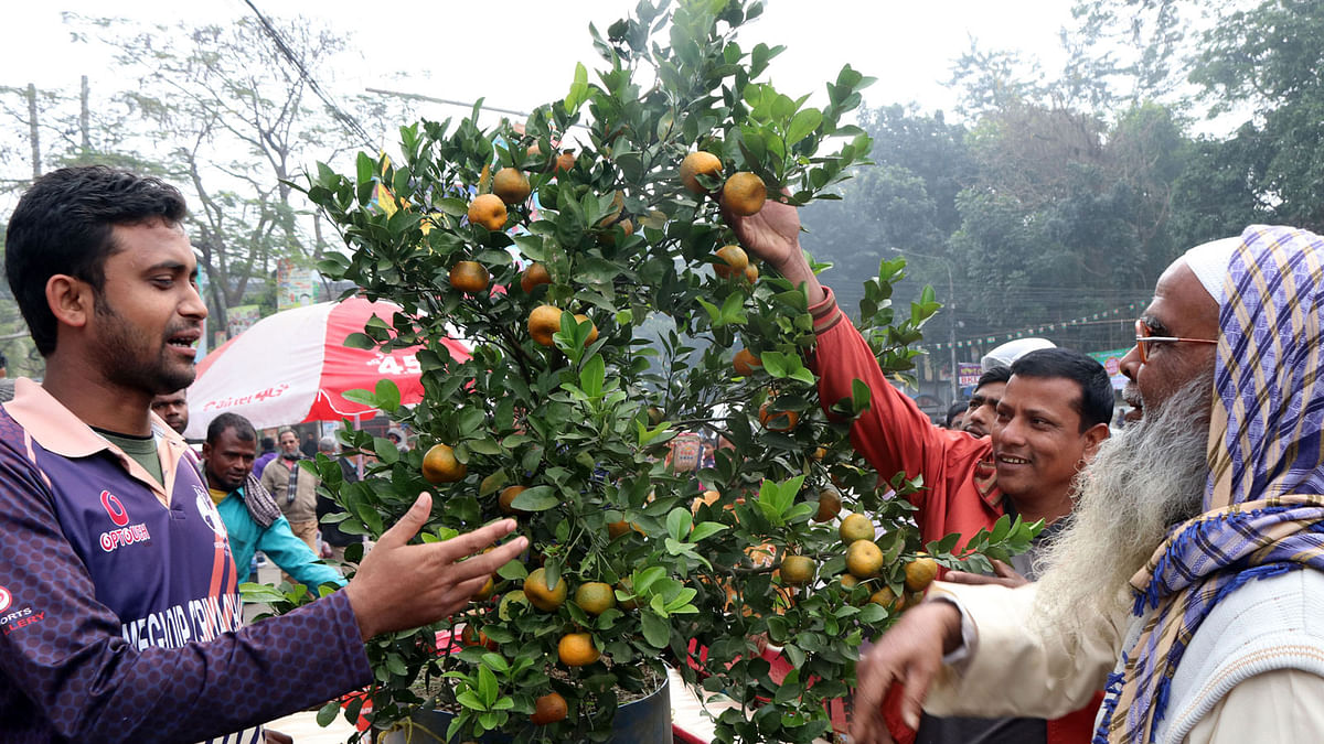 উৎসুক জনতা গাছটি ঘিরে ভিড় করে।