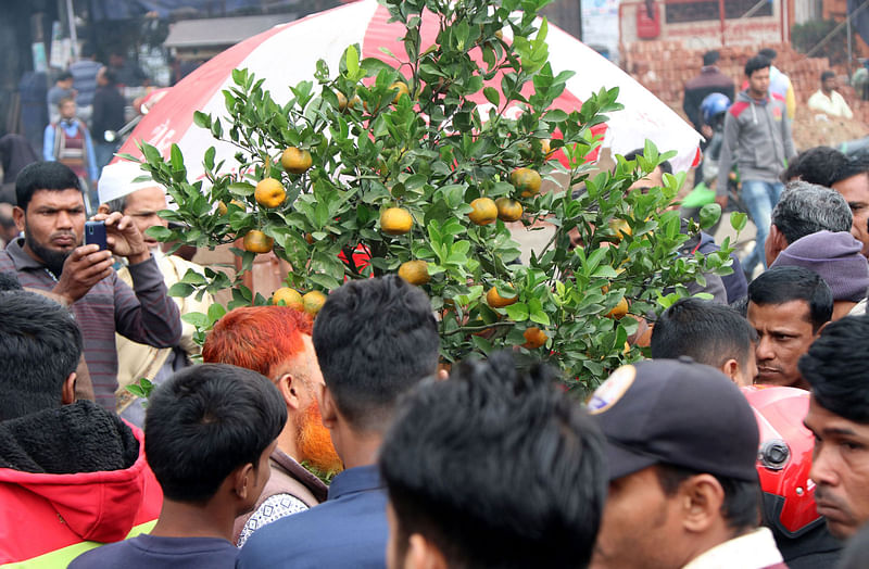 কমলাগাছটির মালিক মুনসুর আলী। তাঁর বাড়ি বগুড়া সদর উপজেলার সরলপুর গ্রামে।