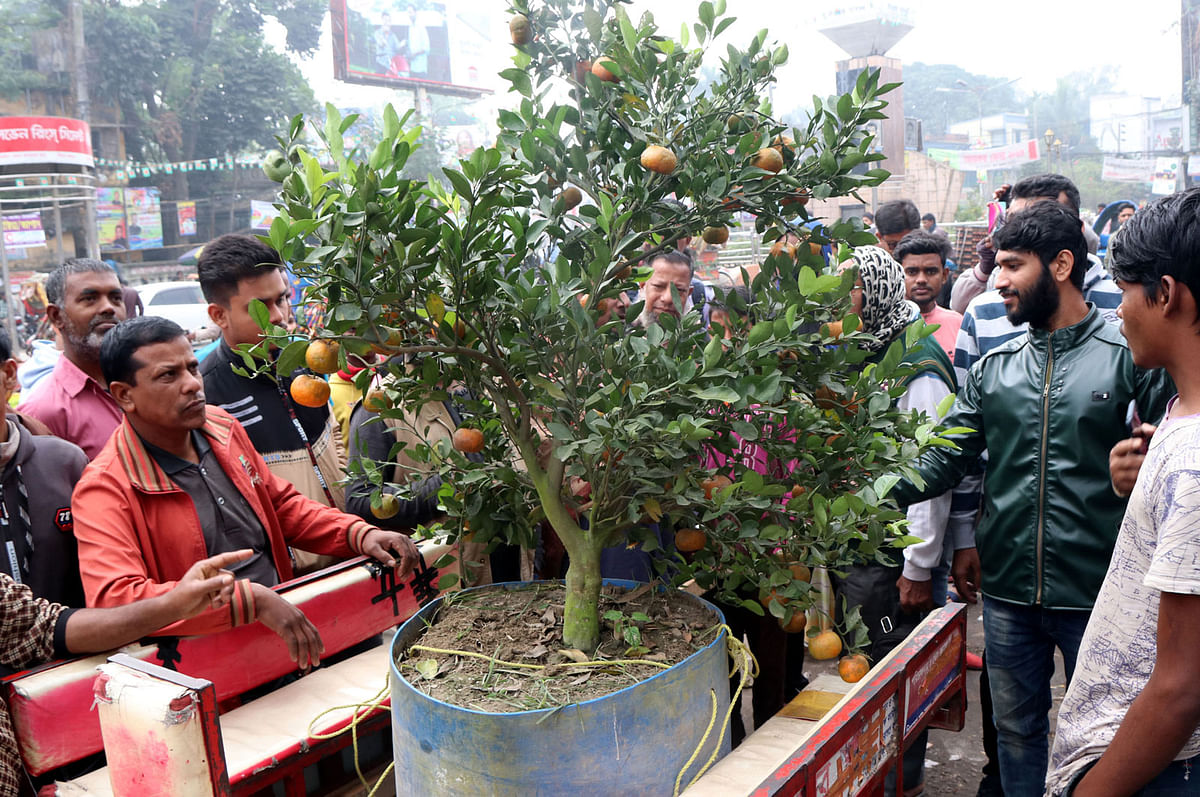 চারাটি ৩০০ টাকায় কিনেছিল মুনসুর।