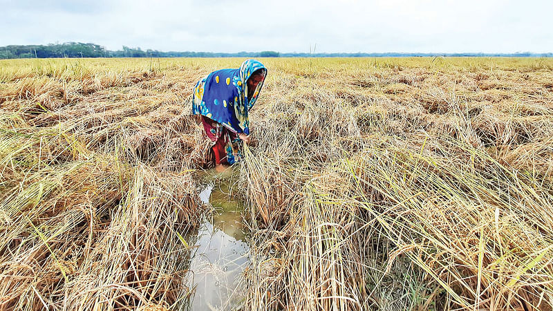 অসময়ের বৃষ্টিতে শুয়ে পড়েছে পাকা ধান। পানিতে ডুবে যাওয়া ধান উঠিয়ে দিতে কাজ করছেন এক কৃষাণী। গতকাল দুপুরে বরগুনা সদর উপজেলার সোনার বাংলা এলাকায়। ছবি: মোহাম্মদ রফিক