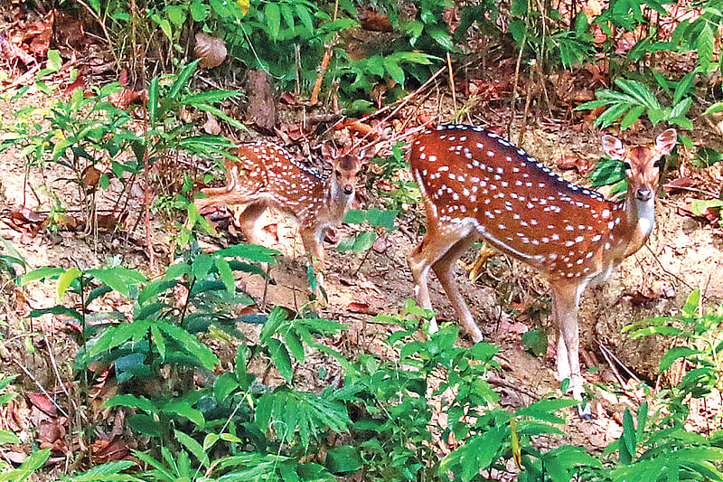 চিত্রা হরিণের পালের সঙ্গে ঘুরে বেড়াচ্ছে সদ্য জন্ম নেওয়া শাবকটি। গতকাল দুপুরে সিলেটের টিলাগড় এলাকার চিড়িয়াখানায়। ছবি: প্রথম আলো