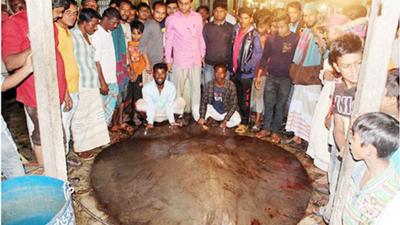 কিশোরগঞ্জের ভৈরব ও ব্রাহ্মণবাড়িয়ার আশুগঞ্জে মেঘনা মোহনার মাঝামাঝি স্থান সোনরামপুর এলাকায় ধরা পড়ে প্রায় সাত মণ ওজনের শাপলা পাতা মাছ। ছবি: সংগৃহীত