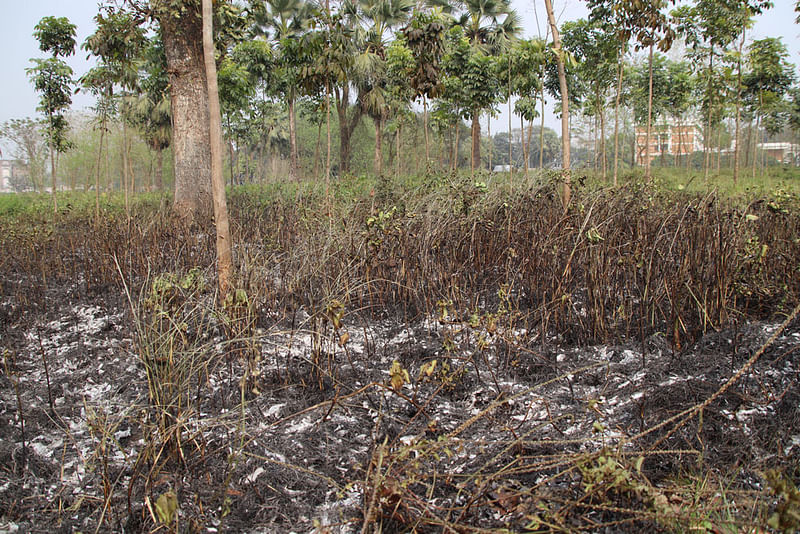 ইসলামী বিশ্ববিদ্যালয়ে বহিরাগতদের দেওয়া আগুনে পুড়েছে মেহগনি ও পেয়ারাবাগান। ছবি: সংগৃহীত