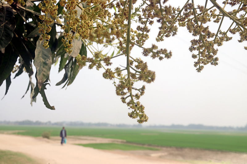 আমের মুকুলে নুয়ে পড়েছে কচি ডাল