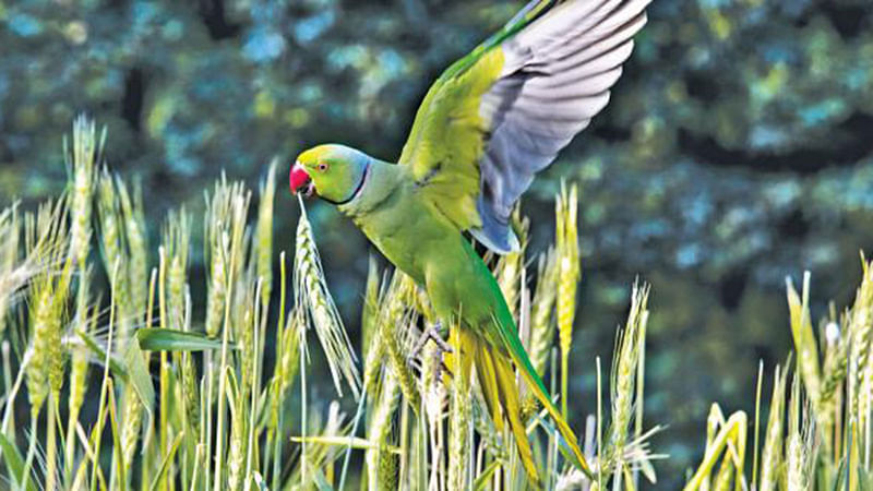 ফাইল ছবি