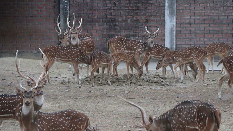 মাটি চাপা দেওয়া জায়গাটি ঘিরে দাঁড়িয়ে রয়েছে অন্য হরিণগুলো। ছবি: প্রথম আলো