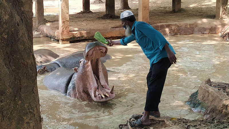 করোনাভাইরাসের কারণে বন্ধ জাতীয় চিড়িয়াখানা। কিন্তু চিড়িয়াখানার জলহস্তীগুলোকে দেখাশোনা করতে হয় বন্যপ্রাণী তত্ত্বাবধায়ক নূর আলমকে। প্রতিদিন ১৫ কিলোমিটার পথ হেঁটে, কিছু পথ রিকশায় চড়ে আসেন ৬০ বছর ছুঁই ছুঁই নূর আলম। ছবি : কমল জোহা খান