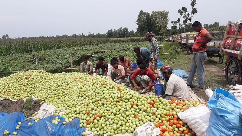 লকডাউনের মধ্যে পুলিশের সহায়তায় টমেটো বেচাকেনা শুরু হয়েছে পঞ্চগড়ে। ফলে স্বস্তি ফিরে পেয়েছেন চাষিরা। ছবিটি গতকাল রোববার পঞ্চগড় সদর উপজেলার মারুপাড়া এলাকা থেকে তোলা। ছবি: প্রথম আলো