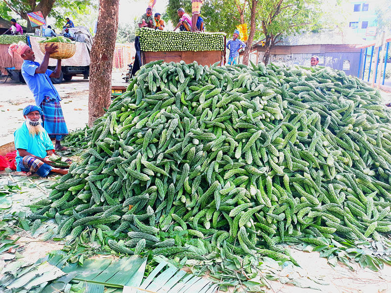 করোনার প্রভাবে সবজির দাম না পাওয়ায় সর্বস্বান্ত ময়মনসিংহের ফুলবাড়িয়ার সবজিচাষিরা। ছবি: লেখক