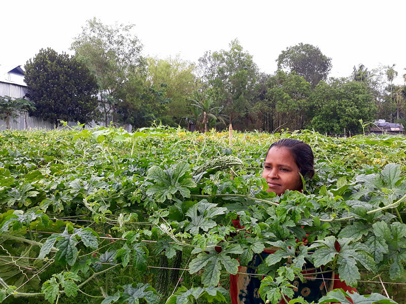 রুনা তাঁর সঞ্চিত অর্থে করলা আবাদ করে এখন সর্বস্বান্ত। ছবি: লেখক