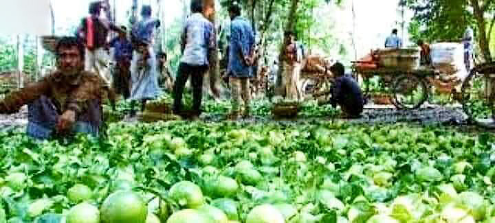 পাইকারদের সিন্ডিকেটের কারণে লেবুর দাম কমে যাচ্ছে বলে অভিযোগ কৃষকদের। ছবি: লেখক