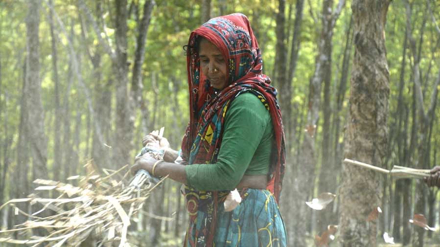 স্বামীর অমানুষিক নির্যাতন সহ্য করে স্বামীর সংসারে থেকে জীবিকার জন্য সংগ্রামে ঝাঁপিয়ে পড়েন সন্তোষপুরের পাতাকুড়ানি হাজেরা খাতুন। ছবি: লেখক