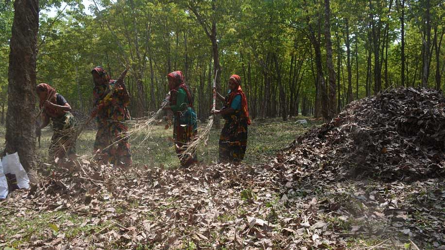 জীবিকার তাগিদে এভাবেই ক্লান্তিহীন কাজ চালিয়ে যাচ্ছেন পাতাকুড়ানিরা। ছবি: লেখক