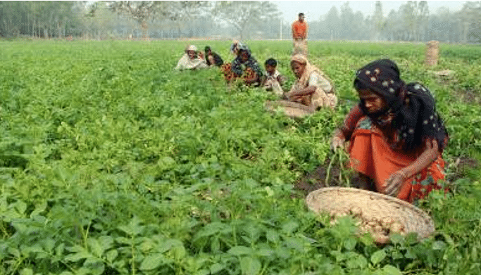 ভয়ানক খাদ্যসংকটের সমাধান হতে পারে আলু। ফাইল ছবি প্রথম আলো