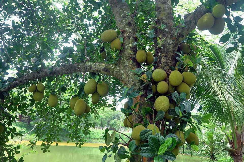 কুমিল্লার লালমাই পাহাড়ের ঢালে, সমতলভূমিতে, চূড়ায় গাছে গাছে ধরে আছে কাঁঠাল। ছবিটি গতকাল মঙ্গলবার দুপুরে কুমিল্লার কোটবাড়িতে অবস্থিত বার্ড ক্যাম্পাস থেকে তোলা। ছবি: এম সাদেক, কুমিল্লা