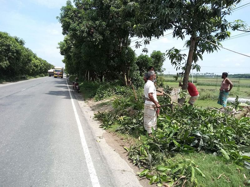 নাটোর-পাবনা মহাসড়কের পাশের আম গাছ কাটছেন শ্রমিকেরা।ছবিটি গতকাল বুধবার দুপুরে তোলা। ছবি: মুক্তার হোসেন