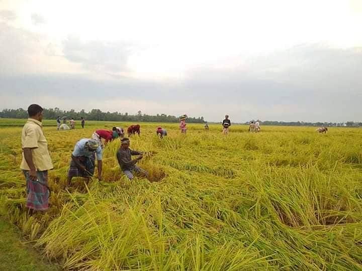 ধান কাটতে ব্যস্ত নওগাঁর কৃষকেরা।সম্প্রতি সদর উপজেলার হাসাইগাড়ী বিলের কাঠখৈর এলাকা থেকে তোলা ছবি। প্রথম আলো