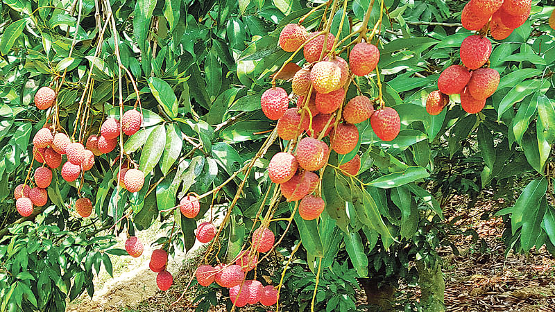 চট্টগ্রামের বাঁশখালীর একটি বাগানে ডাঁসা ডাঁসা লিচু। গত বুধবার বিকেলে।  ছবি: প্রথম আলো