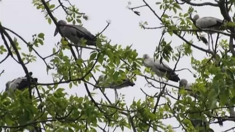 গাছের ডালে শামুকখোল পাখির বাস। ফাইল ছবি