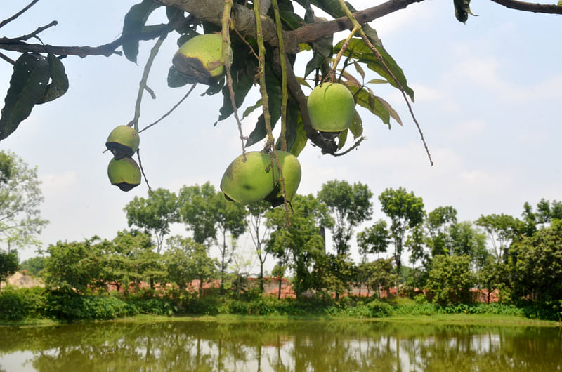 ইটভাটার কালো ধোঁয়ায় ক্ষতির মুখে ফসলের মাঠ ও জীববৈচিত্র। ধুলাউড়ি, হরিপুর, চাটমোহর, পাবনা, ১৭ মে। ছবি: হাসান মাহমুদ