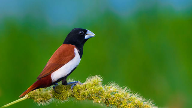 তিনরঙা মুনিয়া। ছবি: আহমাদুজ্জামান শোভন
