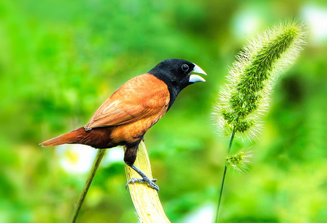কালো মাথা মুনিয়া। ছবি: আহমাদুজ্জামান শোভন