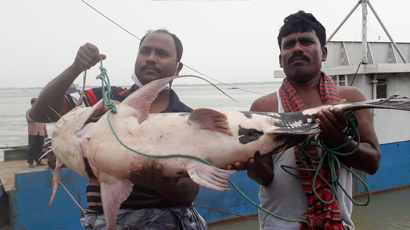 পদ্মায় ধরা পড়া বাগাড় মাছ। শনিবার সকালে রাজবাড়ীর গোয়ালন্দ উপজেলার দৌলতদিয়ার ফেরি ঘাটে। ছবি: এম রাশেদুল হক