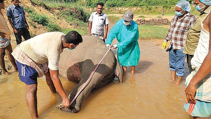 বান্দরবানের লামার ফাঁসিয়াখালীতে মৃত হাতির ময়নাতদন্ত করছেন প্রাণিসম্পদ বিভাগের কর্মকর্তারা। গতকাল বিকেলে।  ছবি: সংগৃহীত