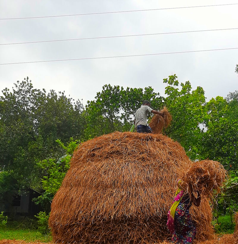 স্বামী-স্ত্রী খড়ের গাদা তৈরিতে ব্যস্ত। ছবি: লেখক