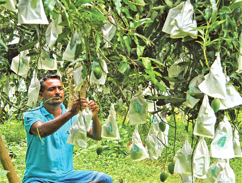 আম সুরক্ষার জন্য ‘ব্যাগিং’ করছেন রাঙামাটির নানিয়ারচরের বগাছড়ি এলাকার বাগানি মানিক খান। এখানকার আম রপ্তানির জন্য অনুমোদন পেয়েছে। গত মঙ্গলবার সকালে।  ছবি: সুপ্রিয় চাকমা