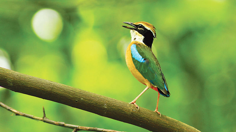 বাহারি দেশি শুমচা।  ছবি: সায়েম ইউ চৌধুরী