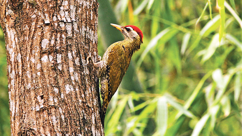 মাথায় লালটুপি পরা পুরুষ চিত্রিতগলা কাঠঠোকরা।  ছবি: লেখক