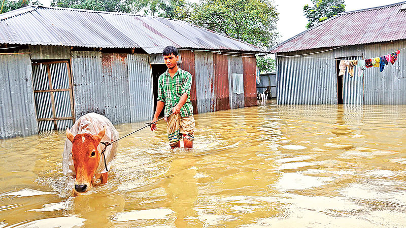 রংপুরে বন্যার পানি বাড়ছে। সকালে পানি কম থাকলেও দুপুর নাগাদ ঘরে পানি প্রবেশ করেছে। তাই গরুটাকে নিয়ে নিরাপদ স্থানে যাচ্ছেন আবদুস সালাম। গতকাল গঙ্গাচড়া উপজেলার লক্ষ্মীটারি ইউনিয়নের ইচলি এলাকায়।  ছবি: মঈনুল ইসলাম