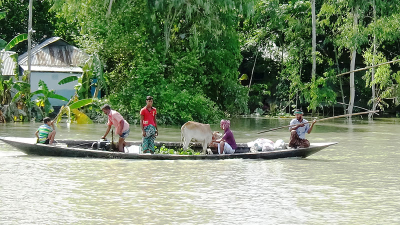 বন্যায় ঘরবাড়ি ডুবে গেছে। গবাদিপশু রাখার জায়গা নেই। তাই নৌকায় করে গবাদিপশু নিরাপদ আশ্রয়ে নিয়ে যাচ্ছেন গাইবান্ধার সাঘাটা উপজেলার হলদিয়া ইউনিয়নের গোবিন্দি গ্রামের কৃষক জোব্বার মিয়া। ছবি: প্রথম আলো