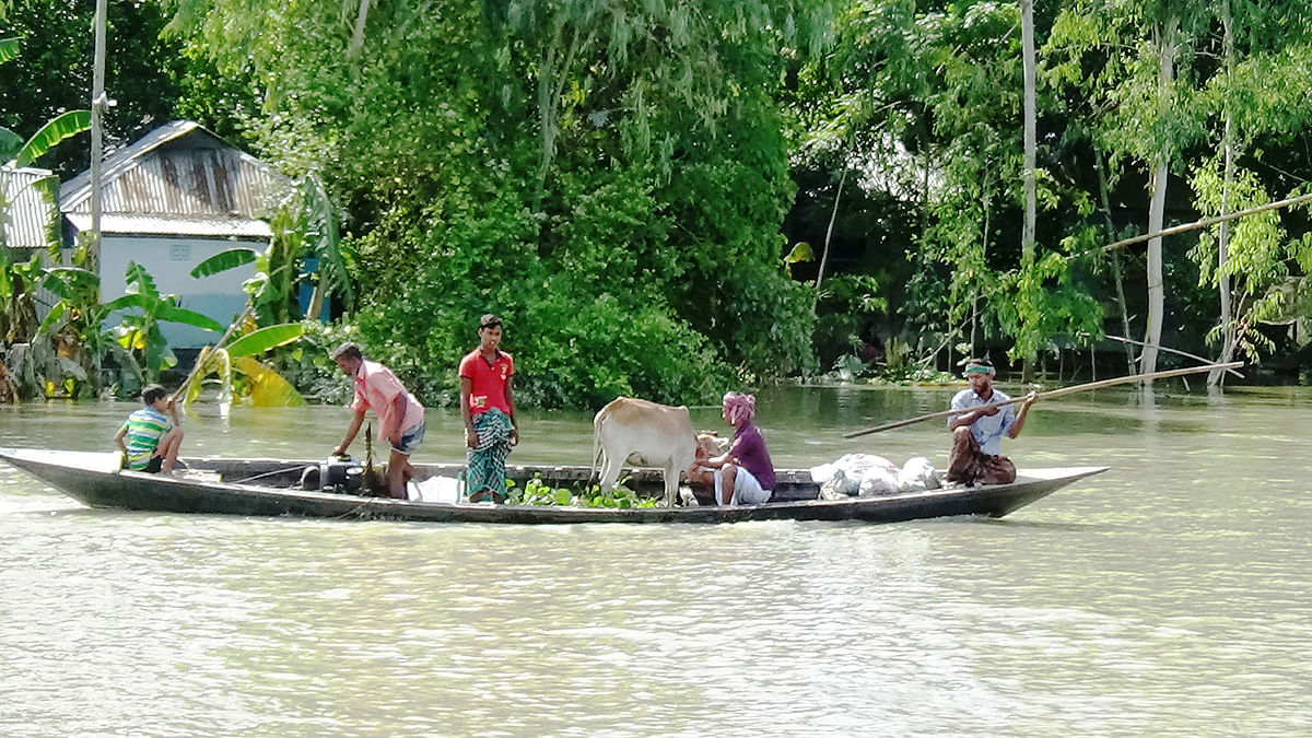 ঘরবাড়ি ডুবে গেছে। গবাদিপশু ও জরুরি জিনিসপত্র নৌকায় করে সরিয়ে নিচ্ছে মানুষ। আজ সকালে গাইবান্ধার সাঘাটা উপজেলার হলদিয়া ইউনিয়নের গোবিন্দি গ্রামে। ছবি: প্রথম আলো