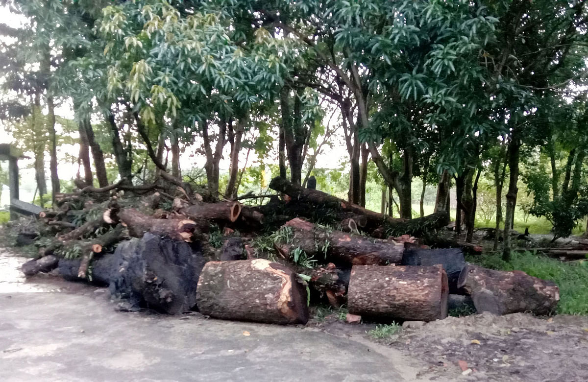 গাছ কেটে শাহজালাল বিজ্ঞান ও প্রযুক্তি বিশ্ববিদ্যালয়ের প্রশাসনিক ভবনের পাশে স্তূপ করে রাখা হয়েছে । মঙ্গলবার বিকেলে তোলা ছবি। প্রথম আলো