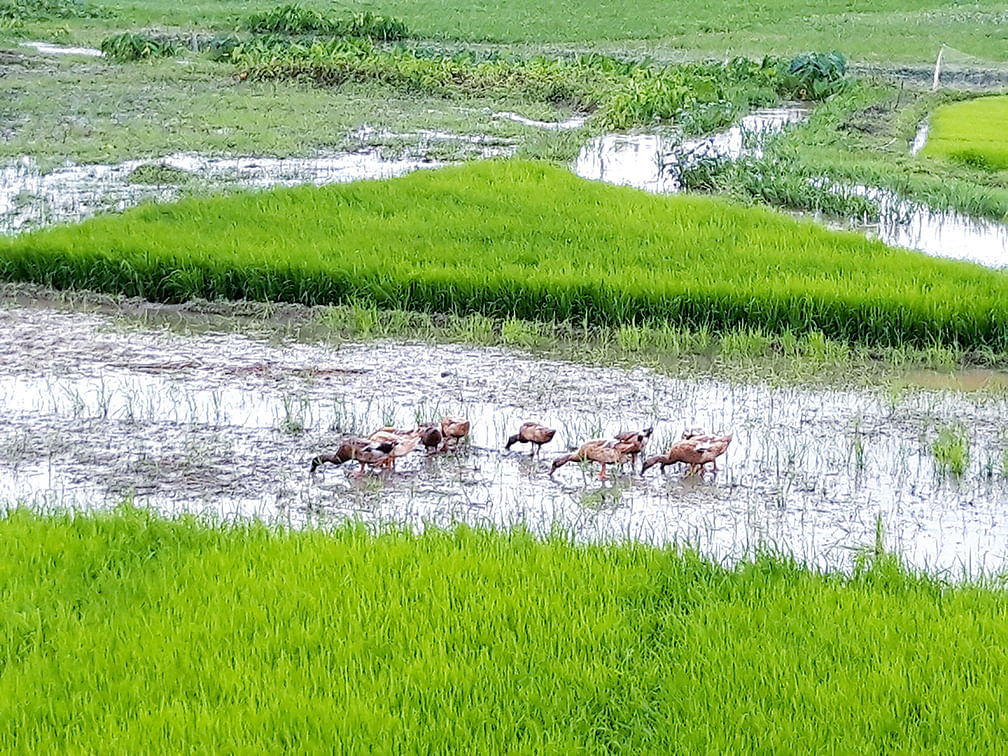 দল বেঁধে খাবার খাচ্ছে হাঁস। উত্তর ইসলামপুর, ফেঞ্চুগঞ্জ, সিলেট, ২৯ জুলাই। ছবি: মো. আব্দুস সালাম