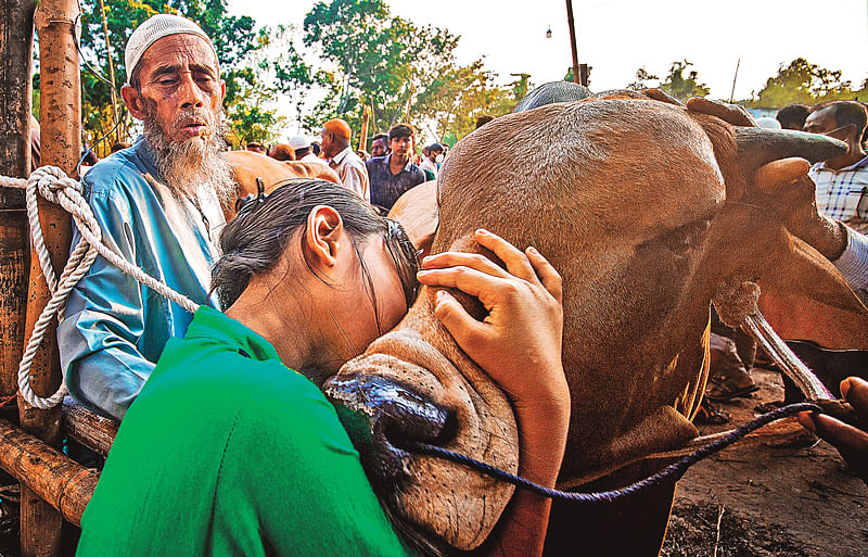 দাদার সঙ্গে গরুটি বিক্রি করতে হাটে আসে অর্থি। কিন্তু বিক্রির সময় নিজের প্রিয় গরুটিকে জড়িয়ে ধরে কান্নায় ভেঙে পড়ে সে। কারণ গরুটি যে অর্থির খেলার সাথি, একসঙ্গে বড় হয়েছে তারা। গত শুক্রবার বগুড়ার ঘোড়াধাপ হাটে।  ছবি: লেখক