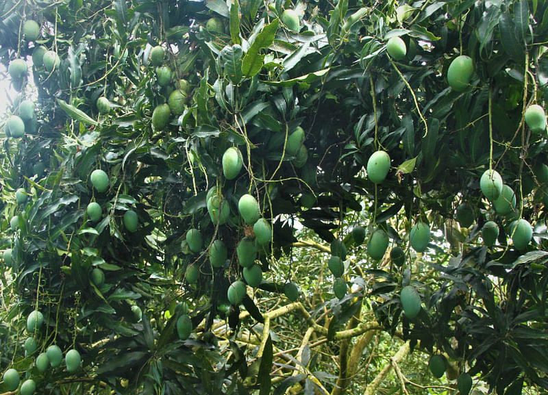 প্রথম আলো ফাইল ছবি