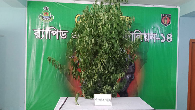 জব্দ করা গাঁজার গাছ। ছবি: প্রথম আলো