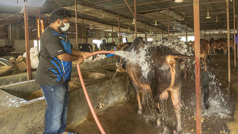 বিদেশে পড়াশোনা করে এসে গরুর খামার করে সফল হয়েছেন বগুড়ার তৌহিদ পারভেজ। শ্রমিকদের পাশাপাশি নিজেই খামারে গরুর যত্ন নেন। সম্প্রতি কাহালু উপজেলার দরগাহাট এলাকায়। ছবি: প্রথম আলো