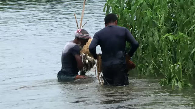 বন্যায় ১৩ হাজার ২০১ বর্গকিলোমিটার আয়তনের জলাভূমির মাছ ভেসে গেছে। ফাইল ছবি