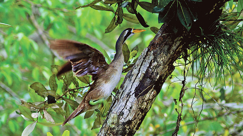 ছবি: সায়েম ইউ চৌধুরী