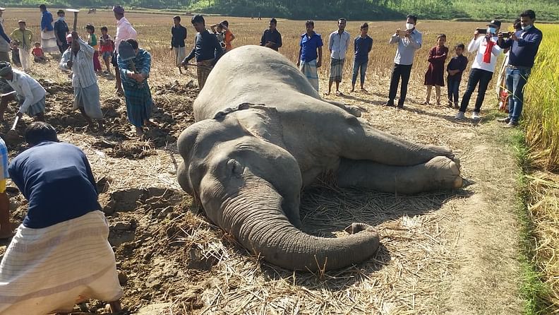 চট্টগ্রামের লোহাগাড়া উপজেলার চাকফিরানী গ্রামের পাহাড়ি এলাকা দক্ষিণের ঘোনায় উদ্ধার হওয়া মৃত হাতি।