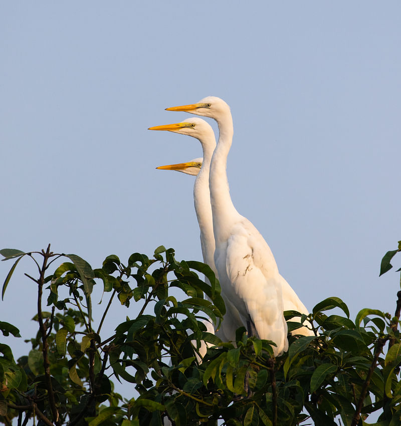 ছবি:  ফিরোজ আল সাবাহ