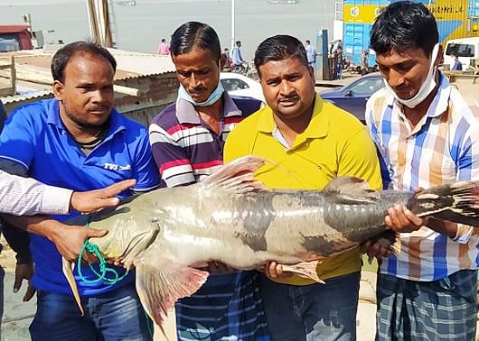 পদ্মায় জেলেদের জালে ধরা পড়েছে ২৯ কেজি ওজনের বাগাড়। সোমবার রাজবাড়ীর গোয়ালন্দ উপজেলায় দৌলতদিয়া ফেরিঘাটে