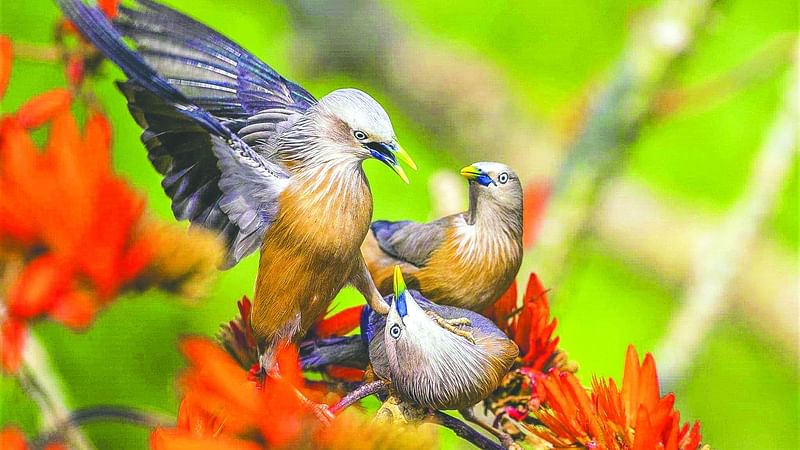 উইকি লাভস আর্থ ২০২০ প্রতিযোগিতায় প্রথম পুরস্কার পেয়েছে এই ছবি