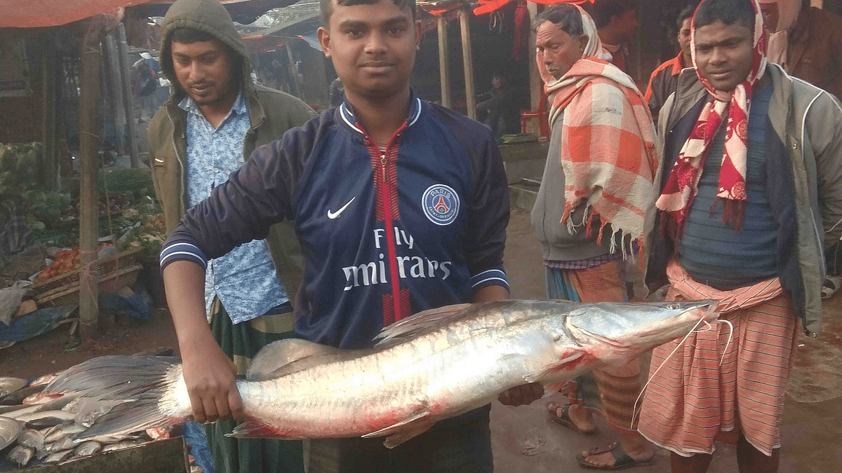 নাটোরের লালপুরে পদ্মায় ধরা পড়ে ১১ কেজি ওজনের একটি আইড় মাছ