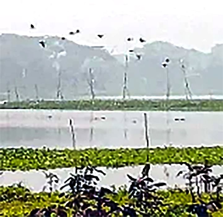 বিলের ওপর উড়ছে পানকৌড়ি, দূরে বসে আছে বকের সারি