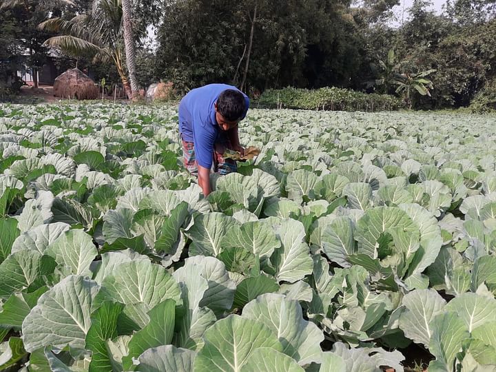 ফুলকপির খেত পরিচর্যায় ব্যস্ত কৃষক। শনিবার বিকেলে কুমিল্লার দাউদকান্দি উপজেলার কাটারাপাড়া গ্রামের মাঠে